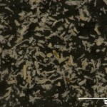 木粉粒子の形状　～ミクロの世界を見てみよう！～